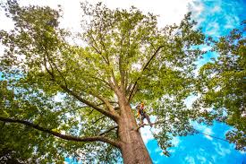 Best Palm Tree Trimming  in Poquonock Bridge, CT