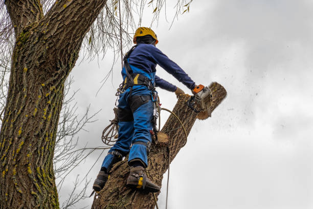 Why Choose Our Tree Removal Services in Poquonock Bridge, CT?